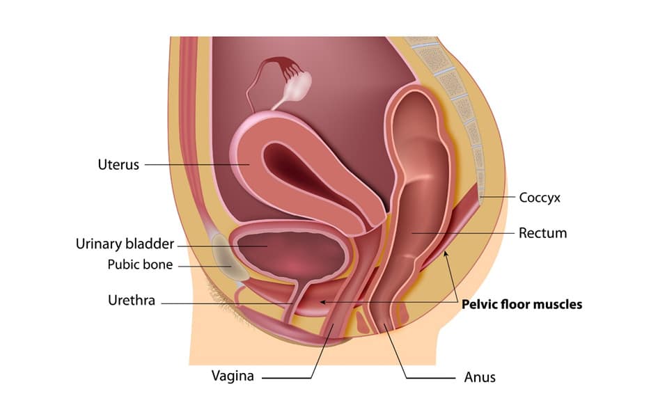 Explanation of the anatomy of the pelvic floor muscles involved in both calf raises and urination