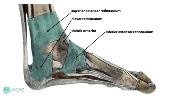 Tibialis Posterior and Flexor Digitorum Longus