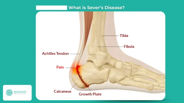 medical illustration or anatomical diagram